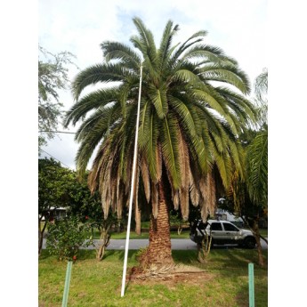 Add Beauty to Your Landscaping With A Canary Island Date Palm Tree